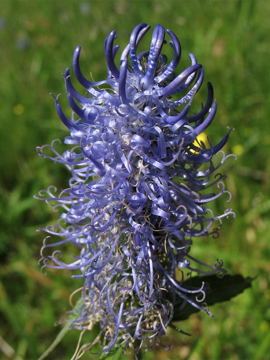 Кольник Колосистый