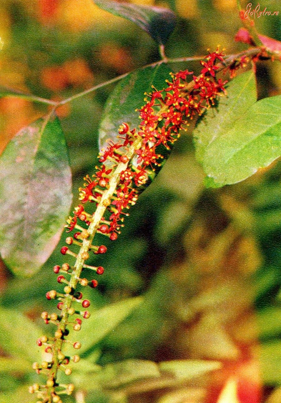 Пилокарпус Яборанди