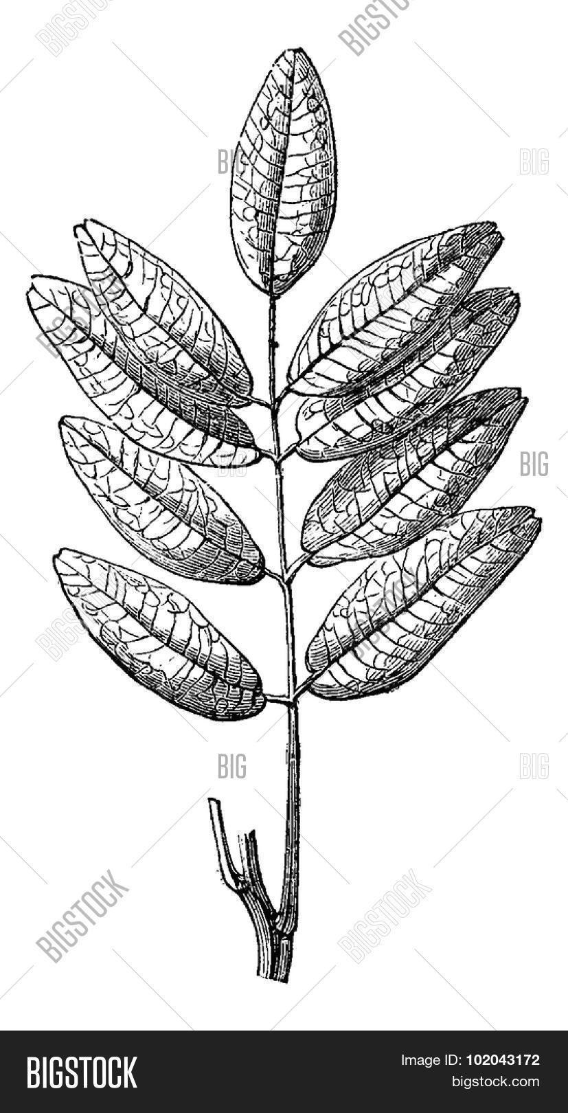 Veratrum nigrum Ботанический рисунок