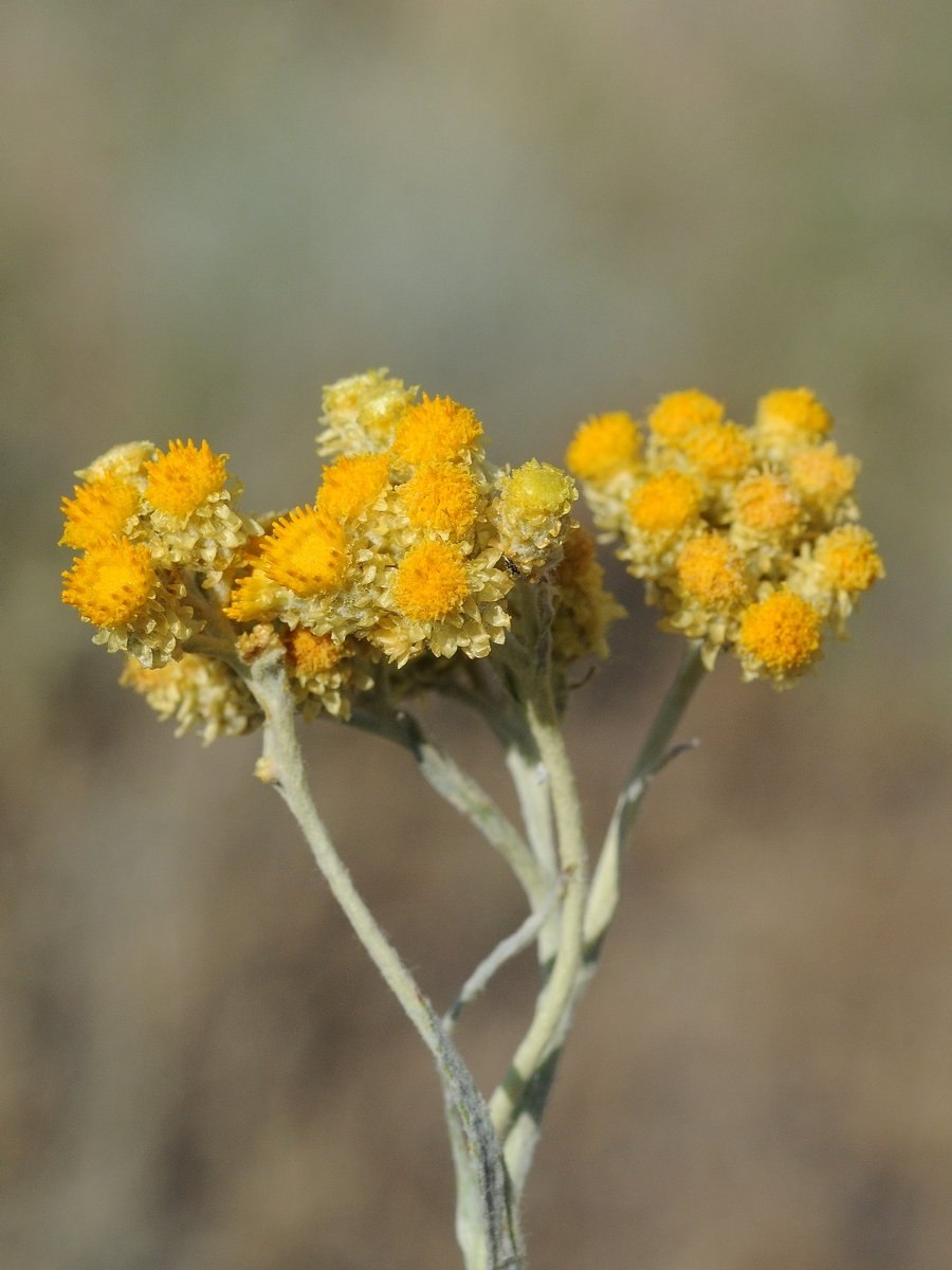 Бессмертник "Silberzwerg" (Helichrysum)