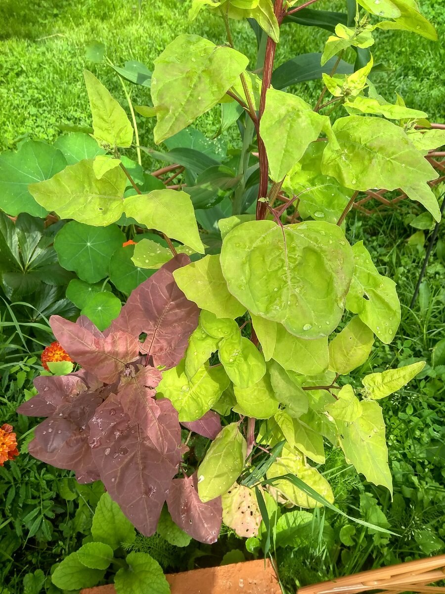 Лебеда квиноа