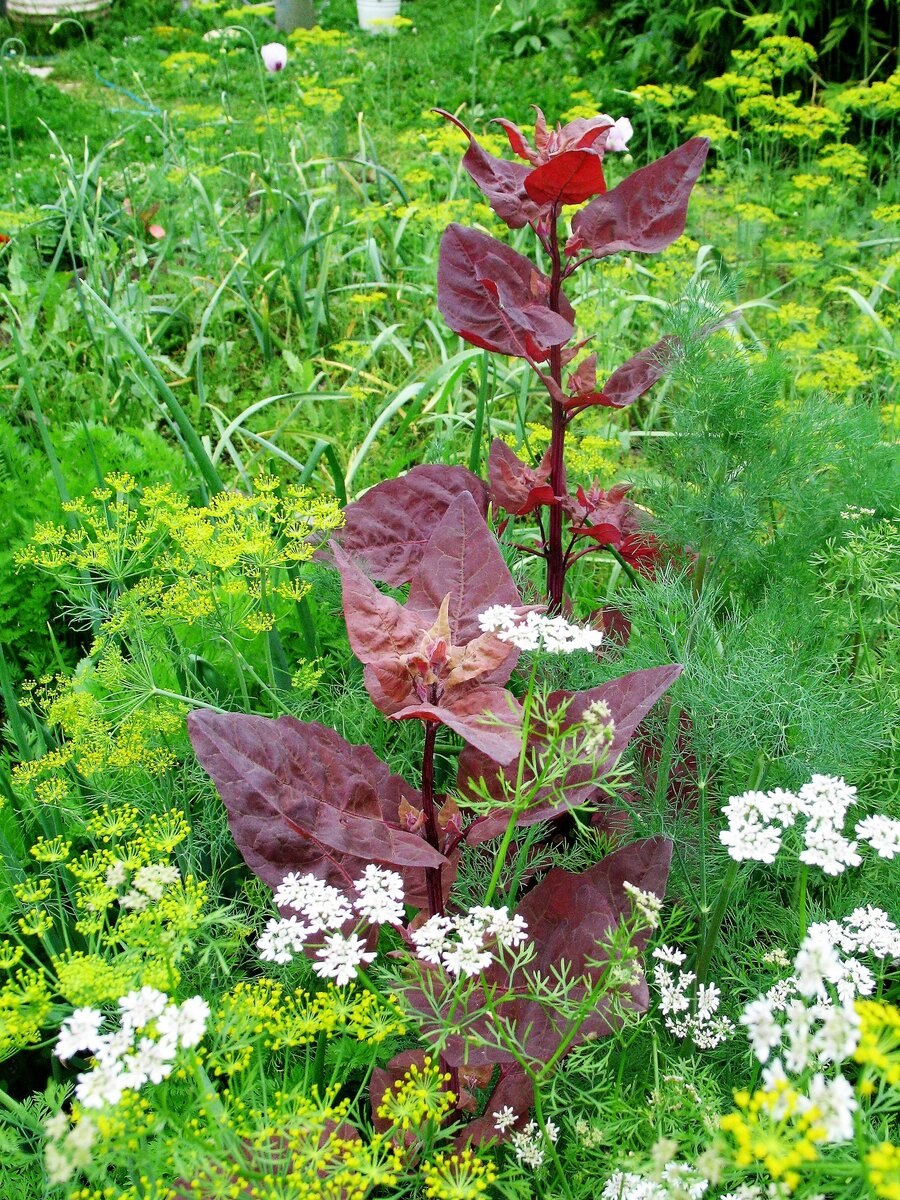 Лебеда Татарская сорняк