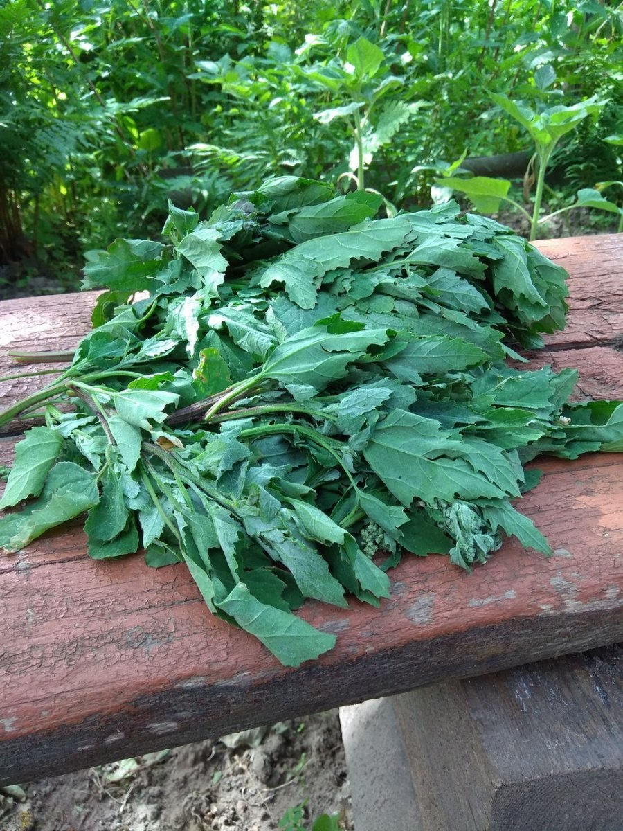 Лебеда садовая