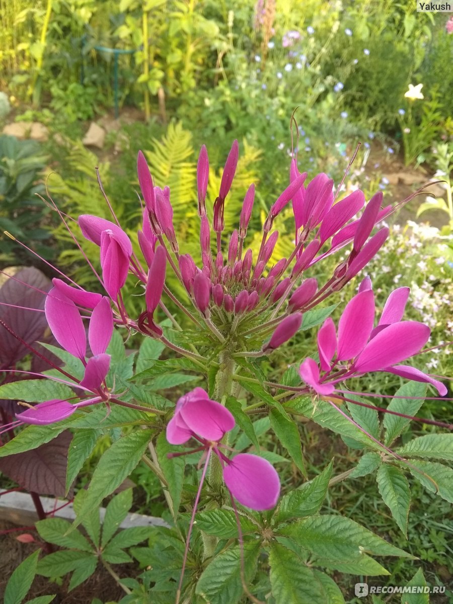 Клеоме сероватая