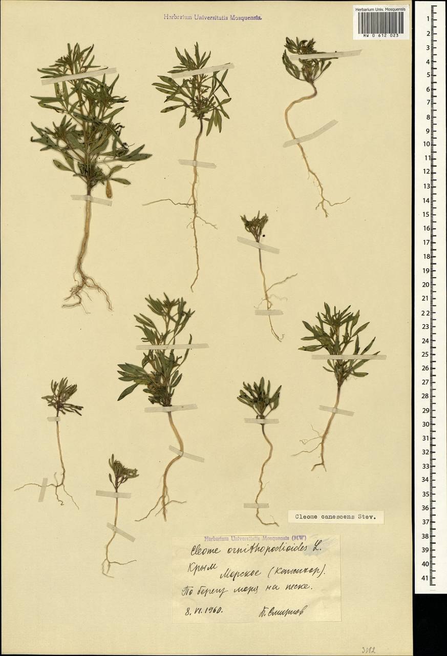 Клеоме сероватая (Cleome canescens = Cleome ornithopodioides SSP. Canescens)