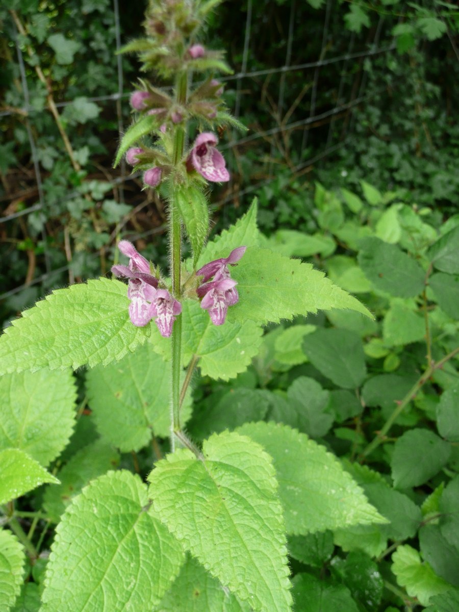 Чистец терекский