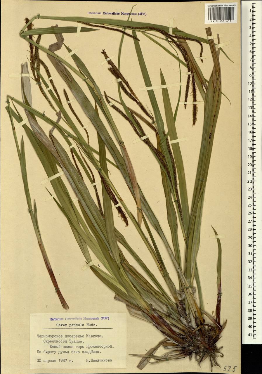 Осока Арнелла (Carex arnellii)