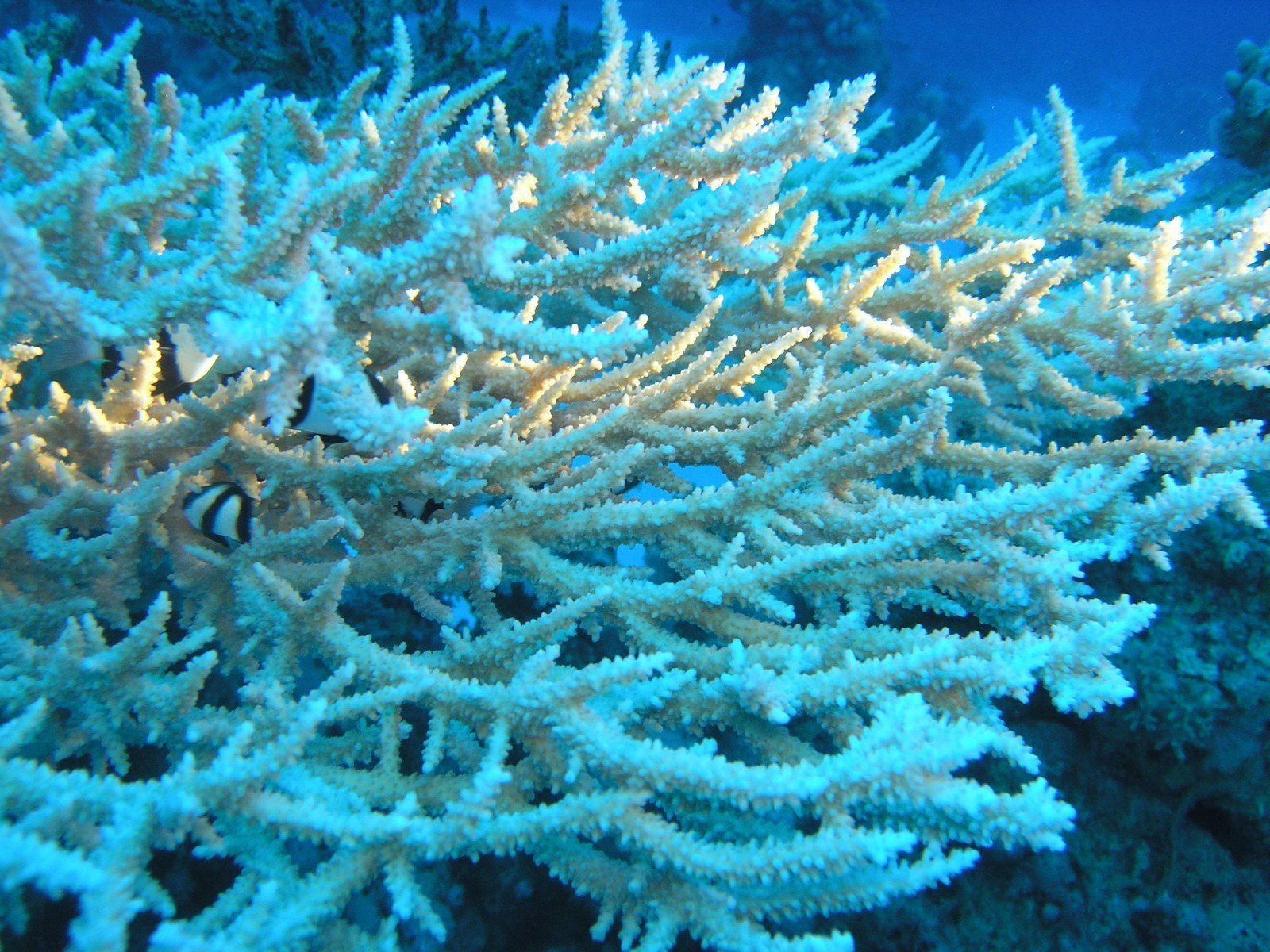 Водоросли кораллы. Океан коралловые полипы. Коралловые полипы и водоросли. Коралловые полипы альционарии. Коралл Montastraea.