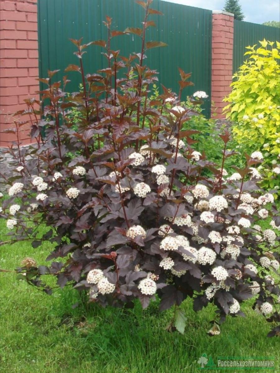 Пузыреплодник калинолистный