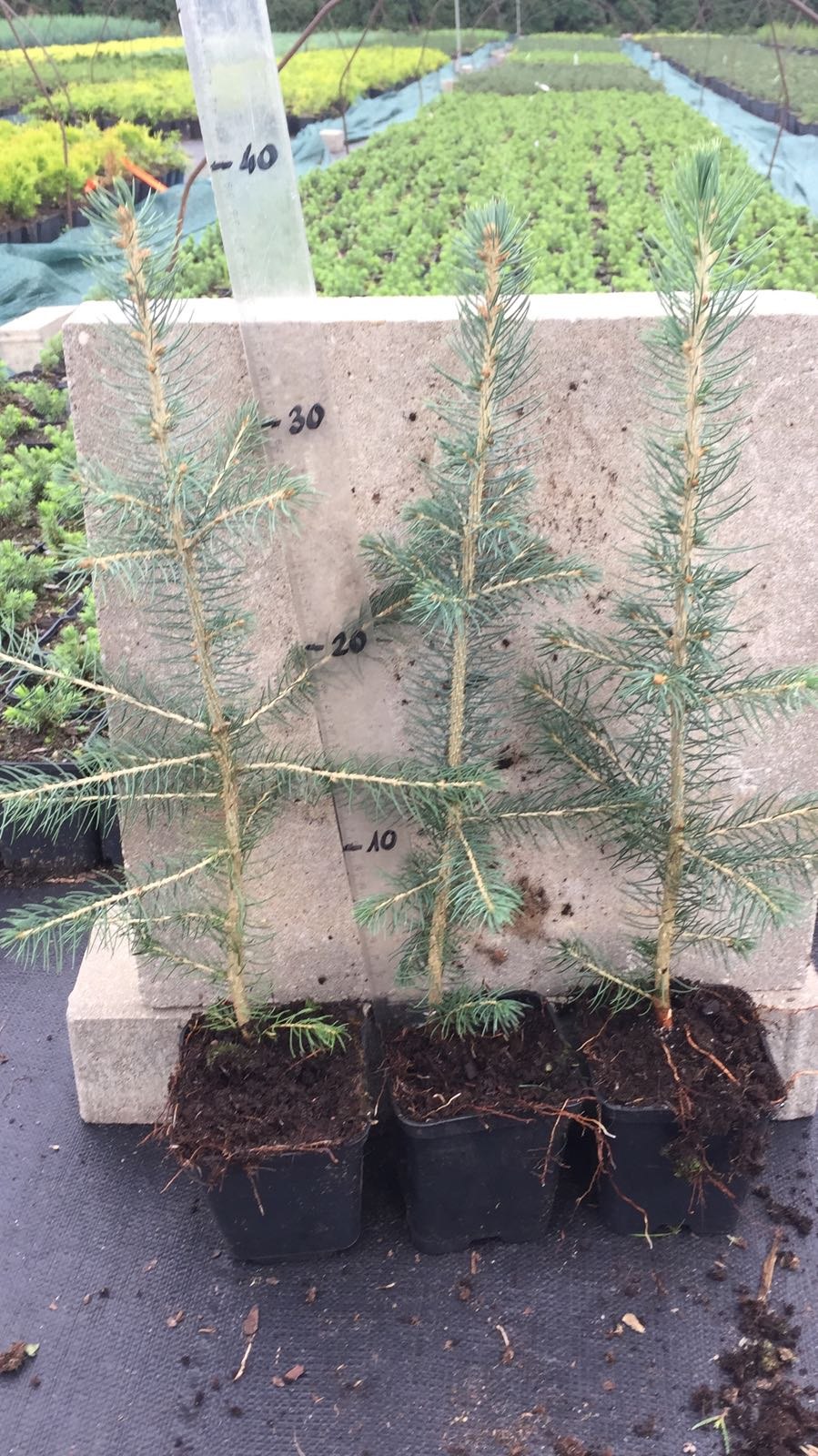 Елки в питомниках в Краснодаре