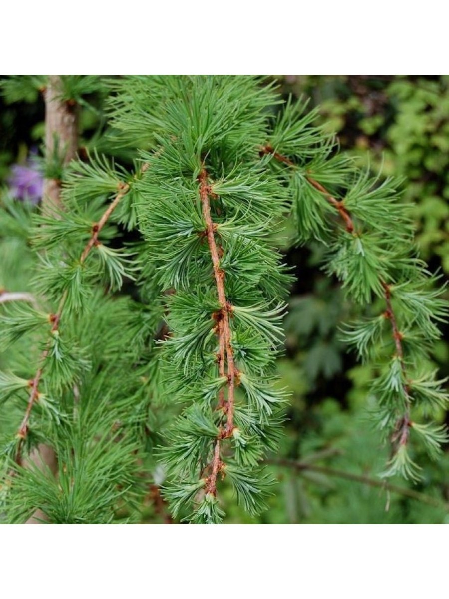 Pinus wallichiana 'Zebrina'