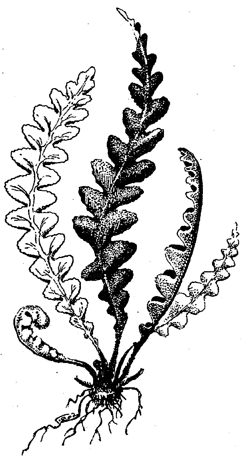 Многорядник Брауна