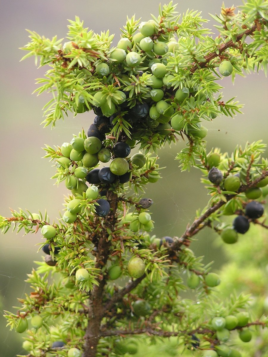 Можжевельник твердый (Juniperus rigida)
