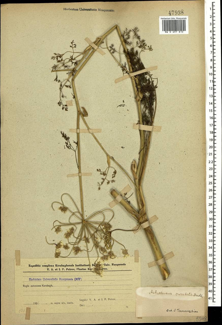 Морковница Прибрежная