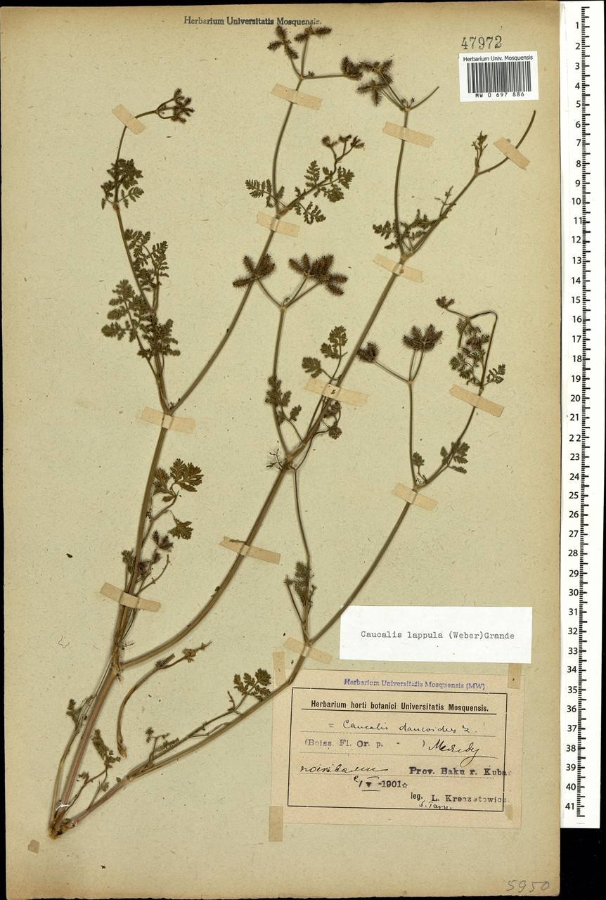 Caucalis platycarpos