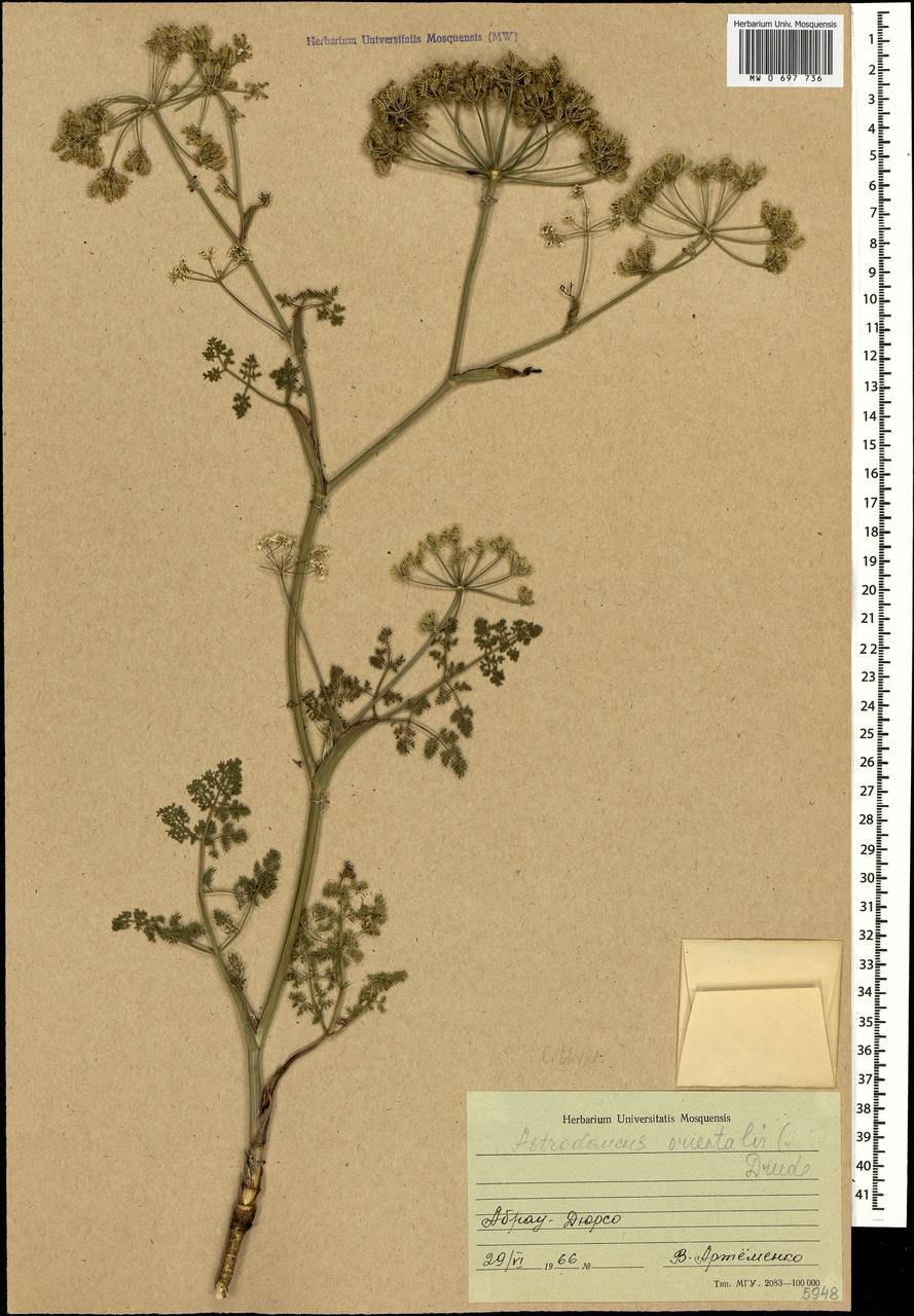 Морковница Восточная Astrodaucus orientalis (l.) Drude