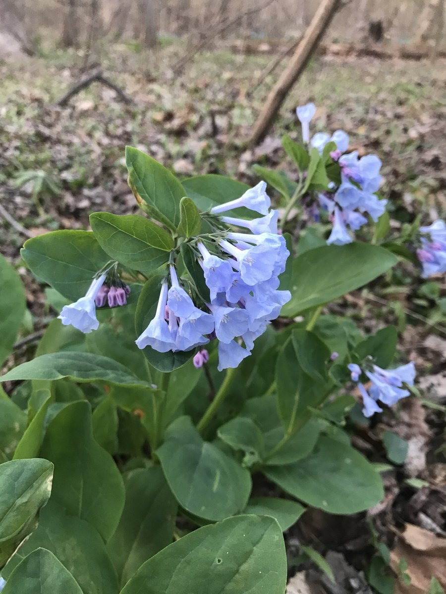 Мертензия Даурская