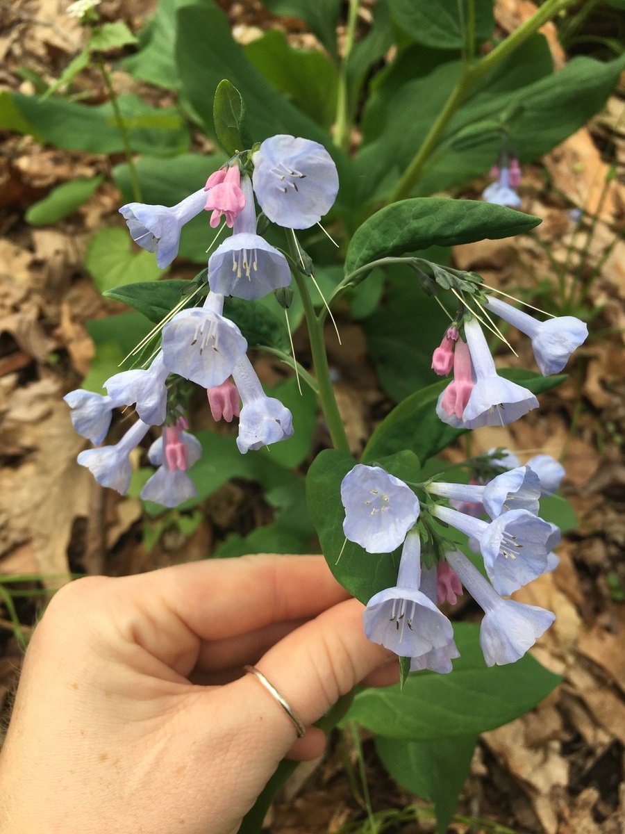 Мертензия (Mertensia) сем. Бурачниковые растение цветок