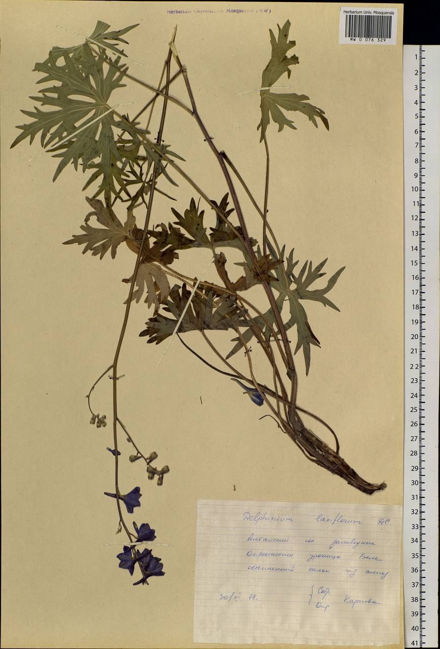 Живокость редкоцветная