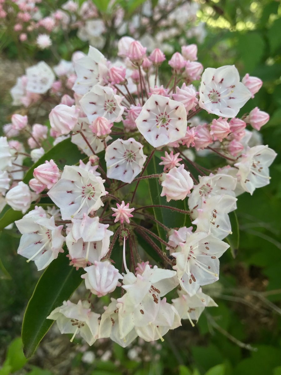 Цветок Кальмия