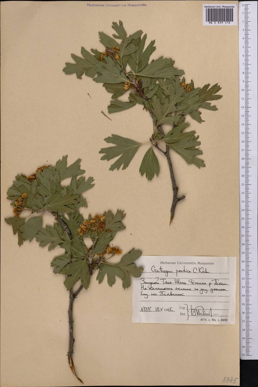 Боярышник ложная азароль