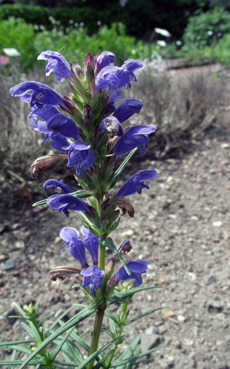 Змееголовник Рюйша (Dracocephalum ruyschiana)