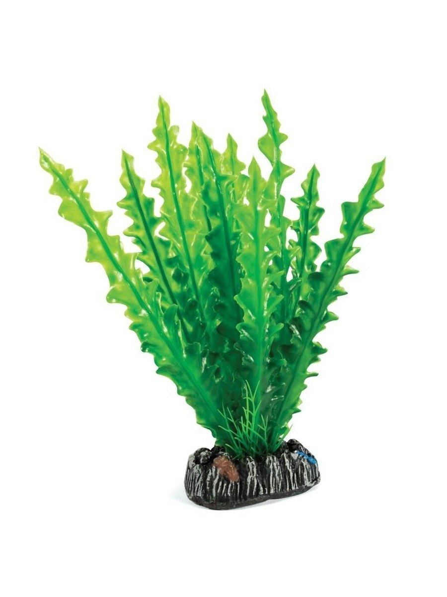 Валлиснерия спиралевидная