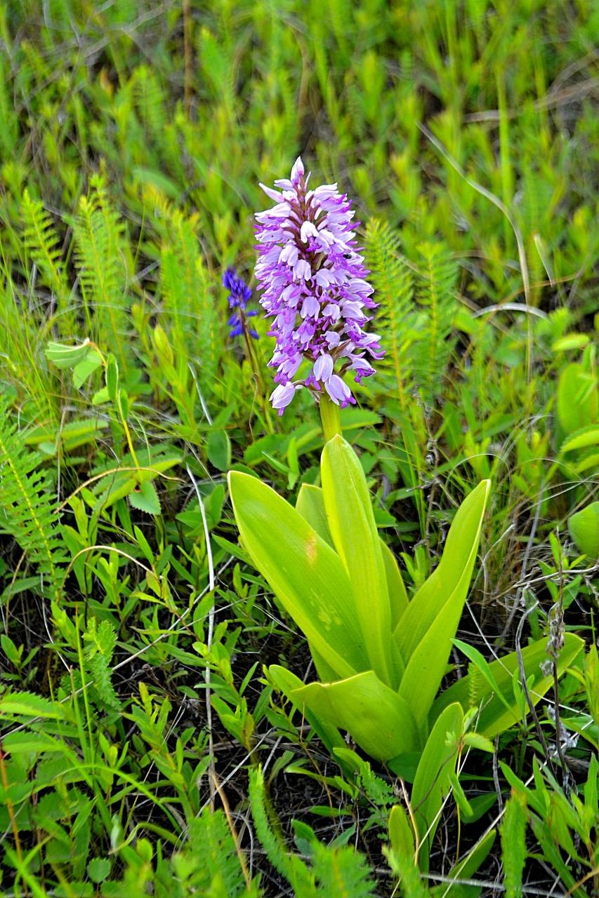 Ятрышник шлемовидный