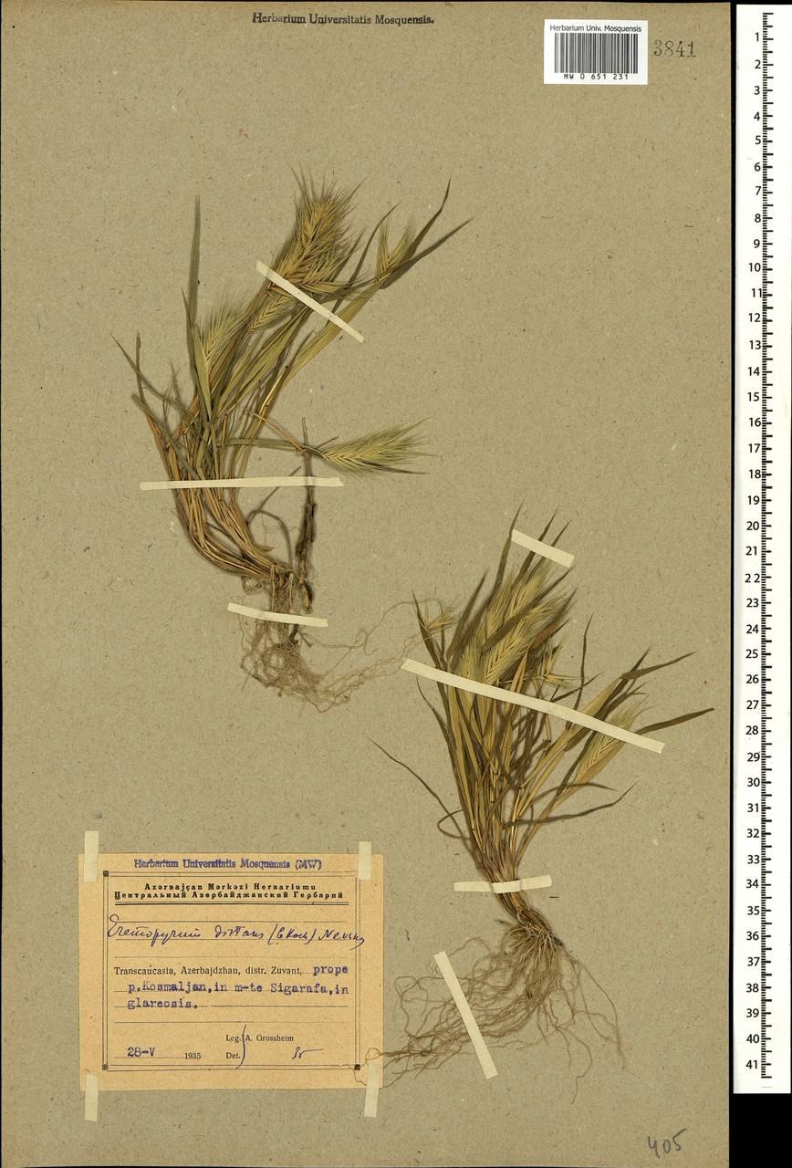 Пшеница фильм