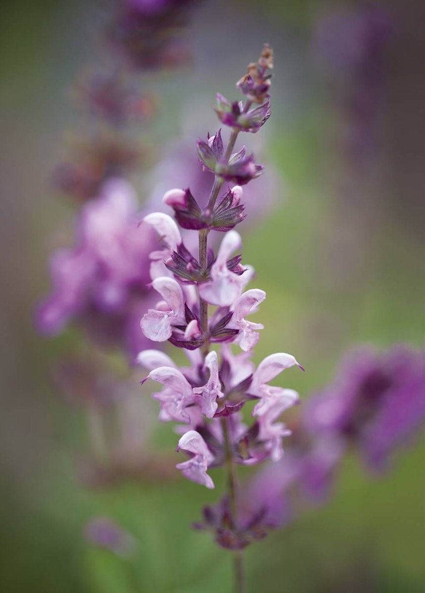 Шалфей вербеновый