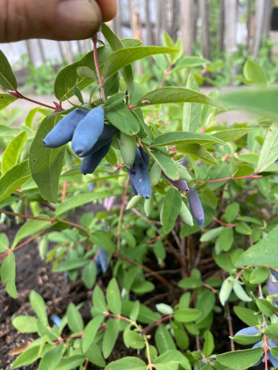 Жимолость куст