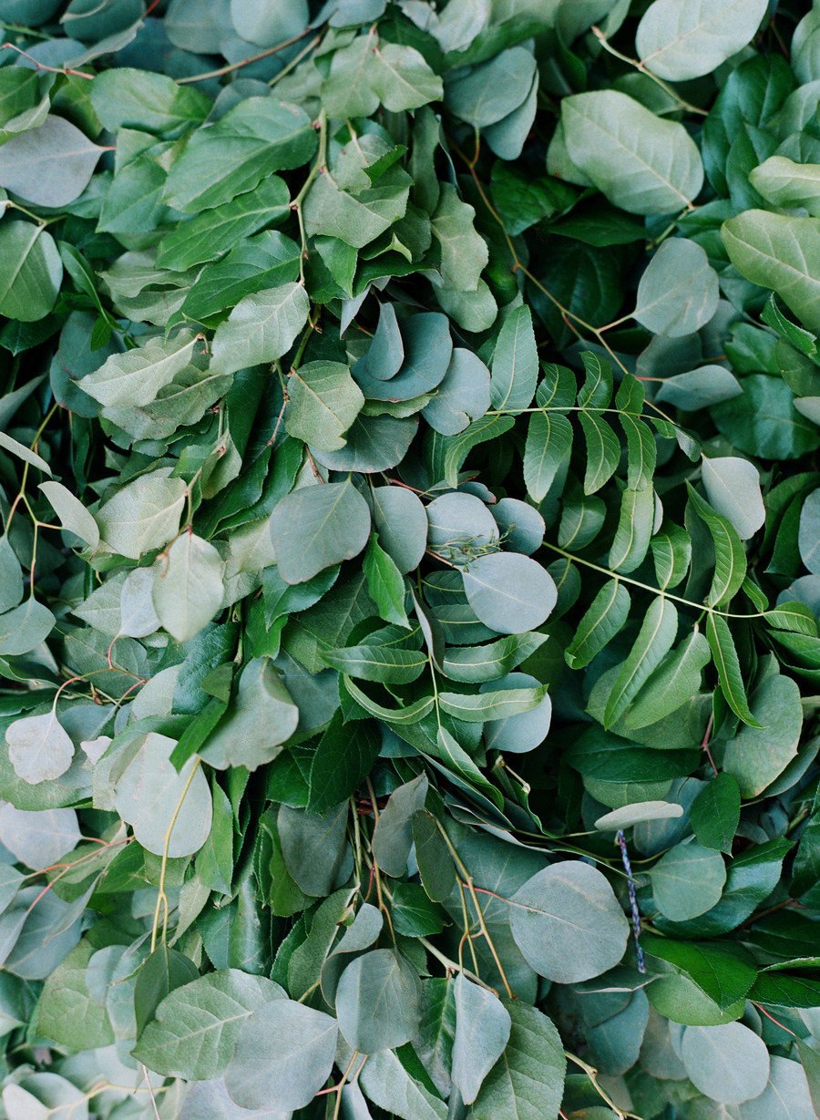 Эвкалипт Ганна