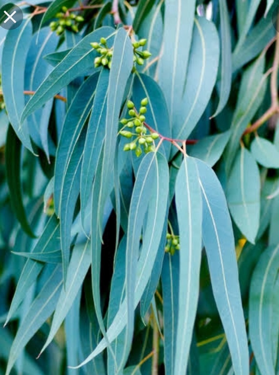 Эвкалипт манноносный