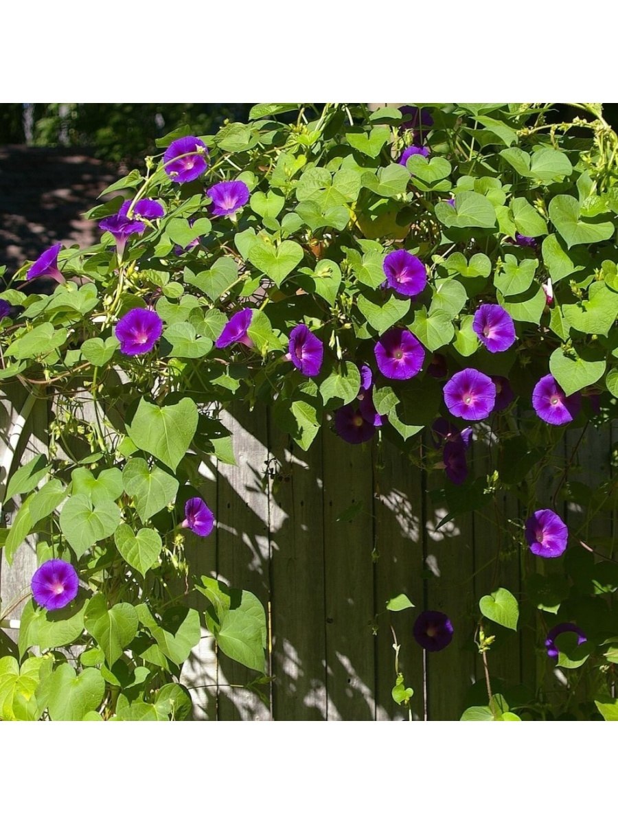 Вьюнковые подсемейство