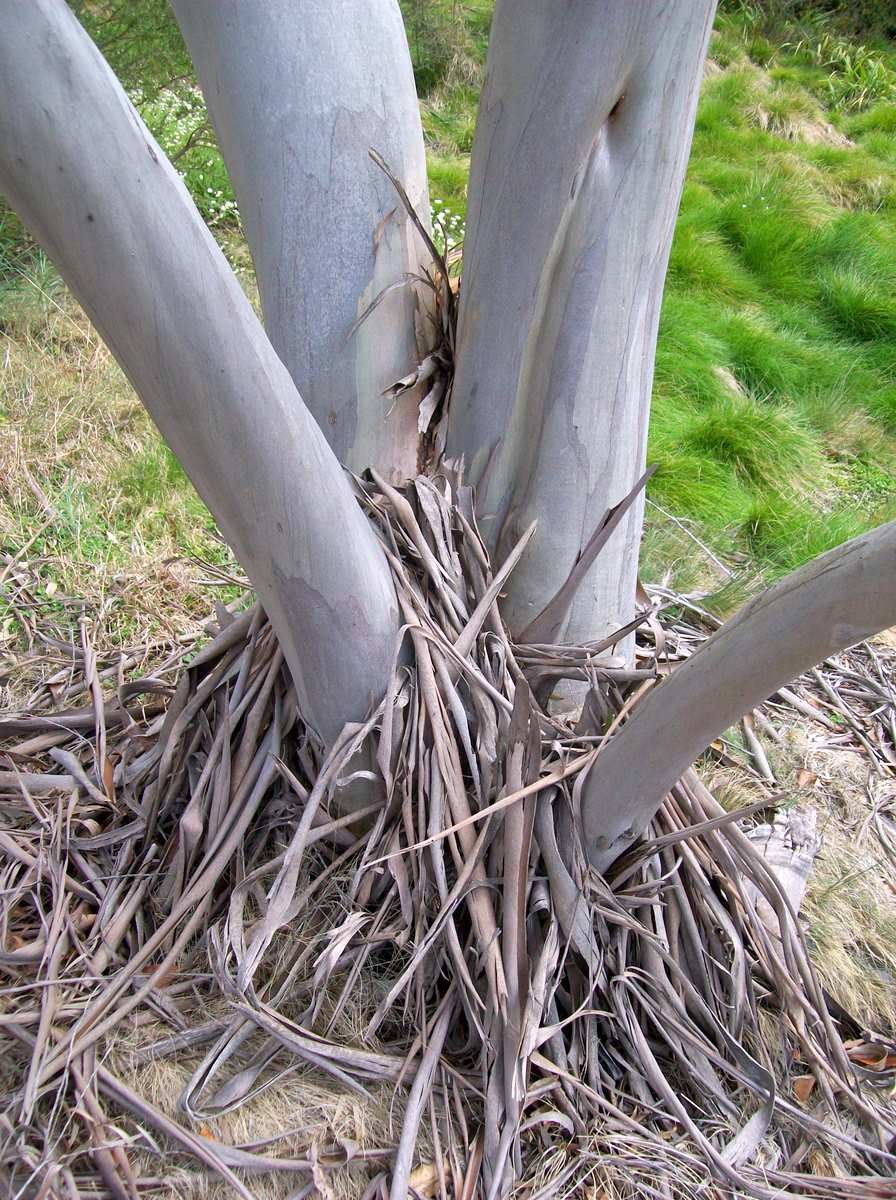 Эвкалипт полиантемос