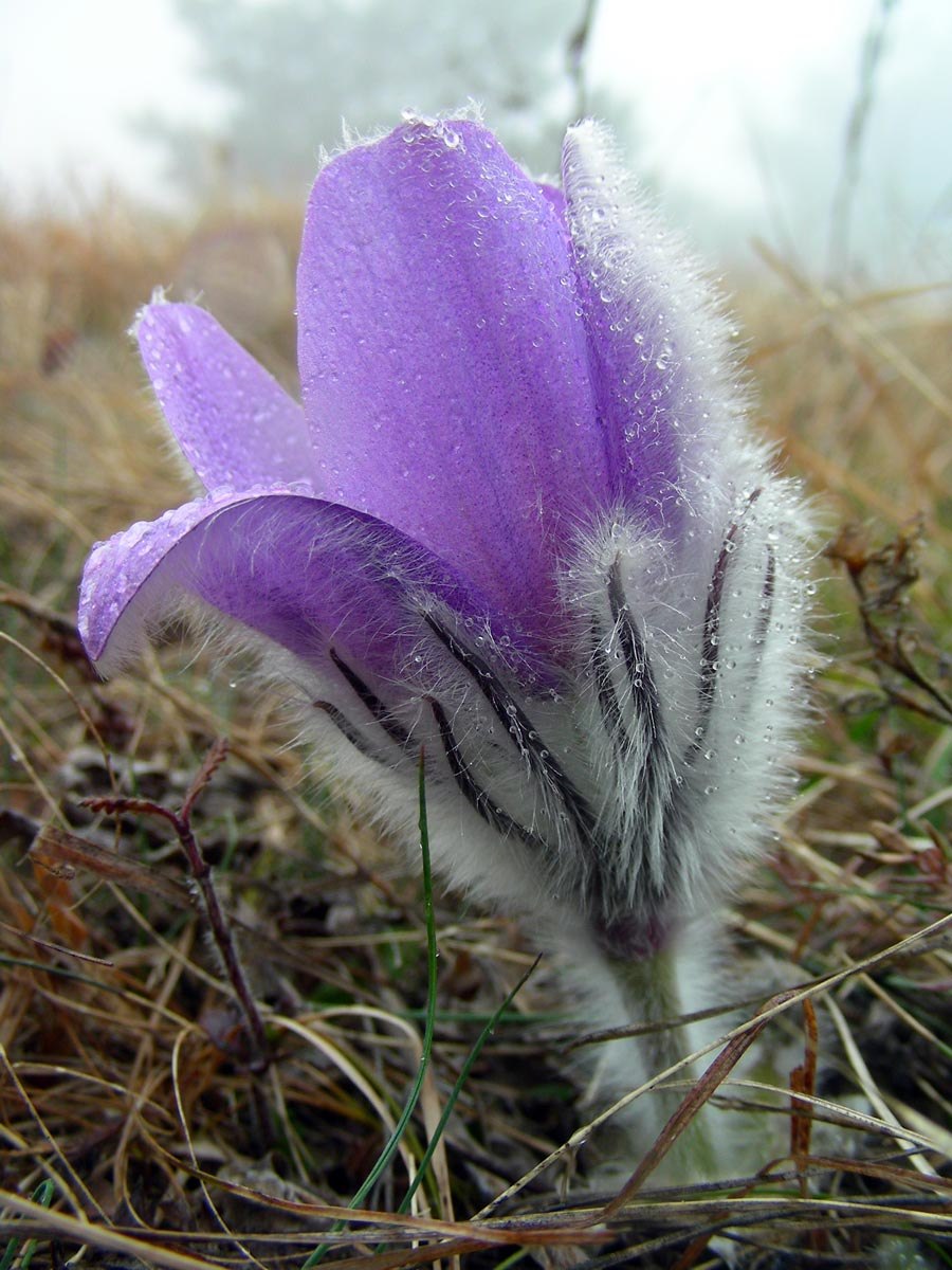 Прострел луговой