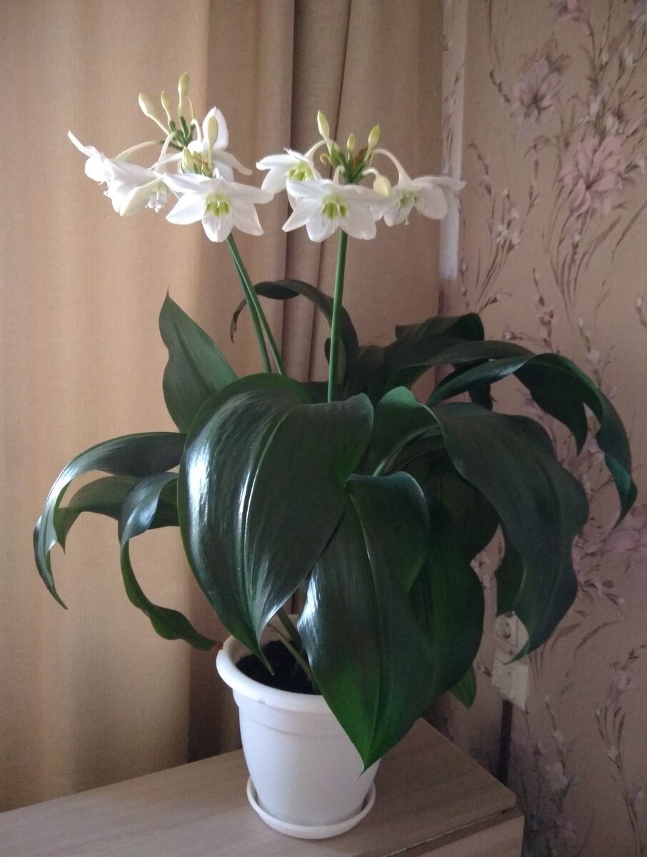 Эухарис grandiflora