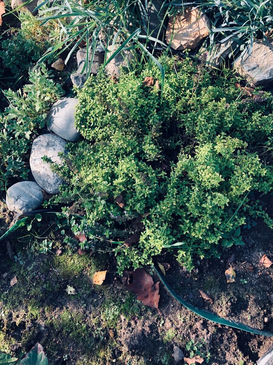 Чабрец на закате