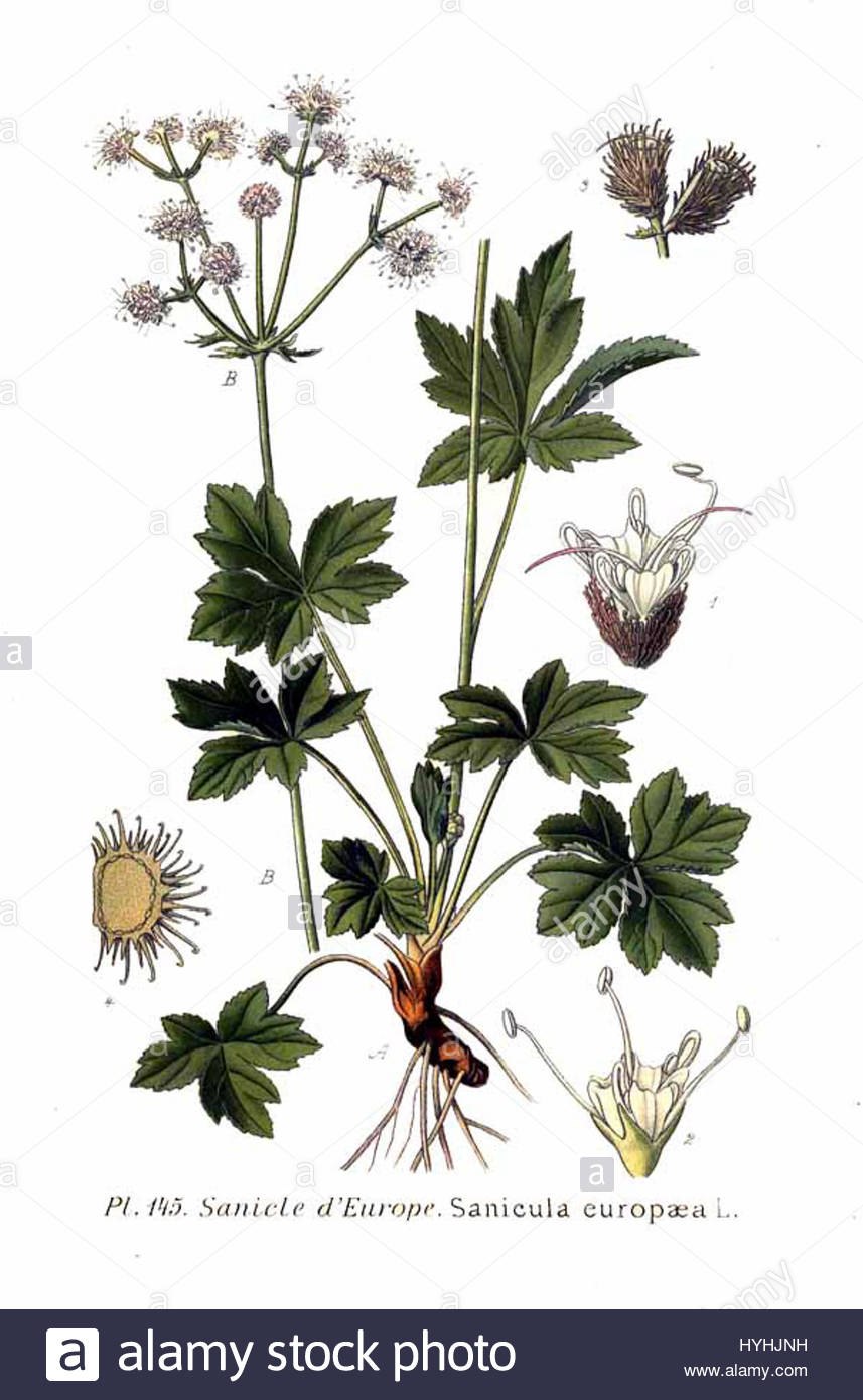 Подлесник Уральский