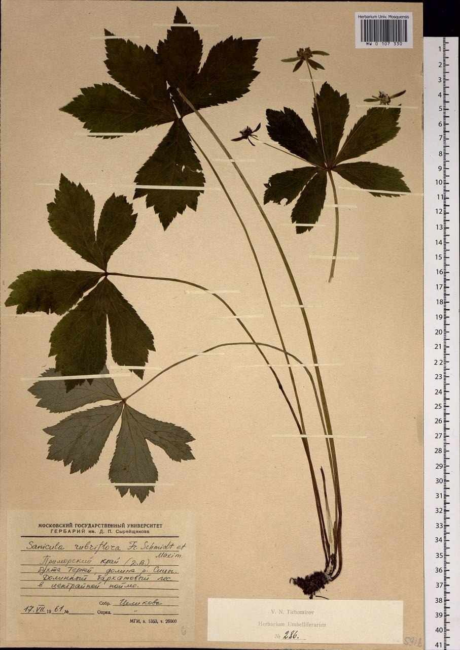 Подлесник Уральский