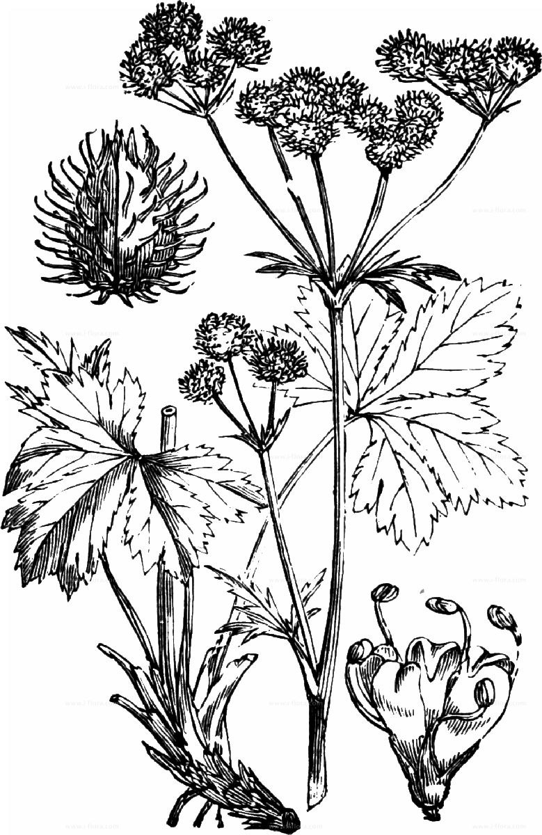 Желтые мелкие цветки Подлесник