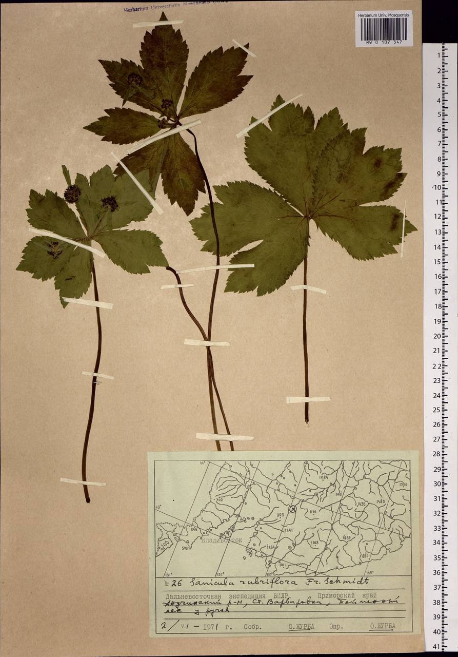 Подлесник Европейский