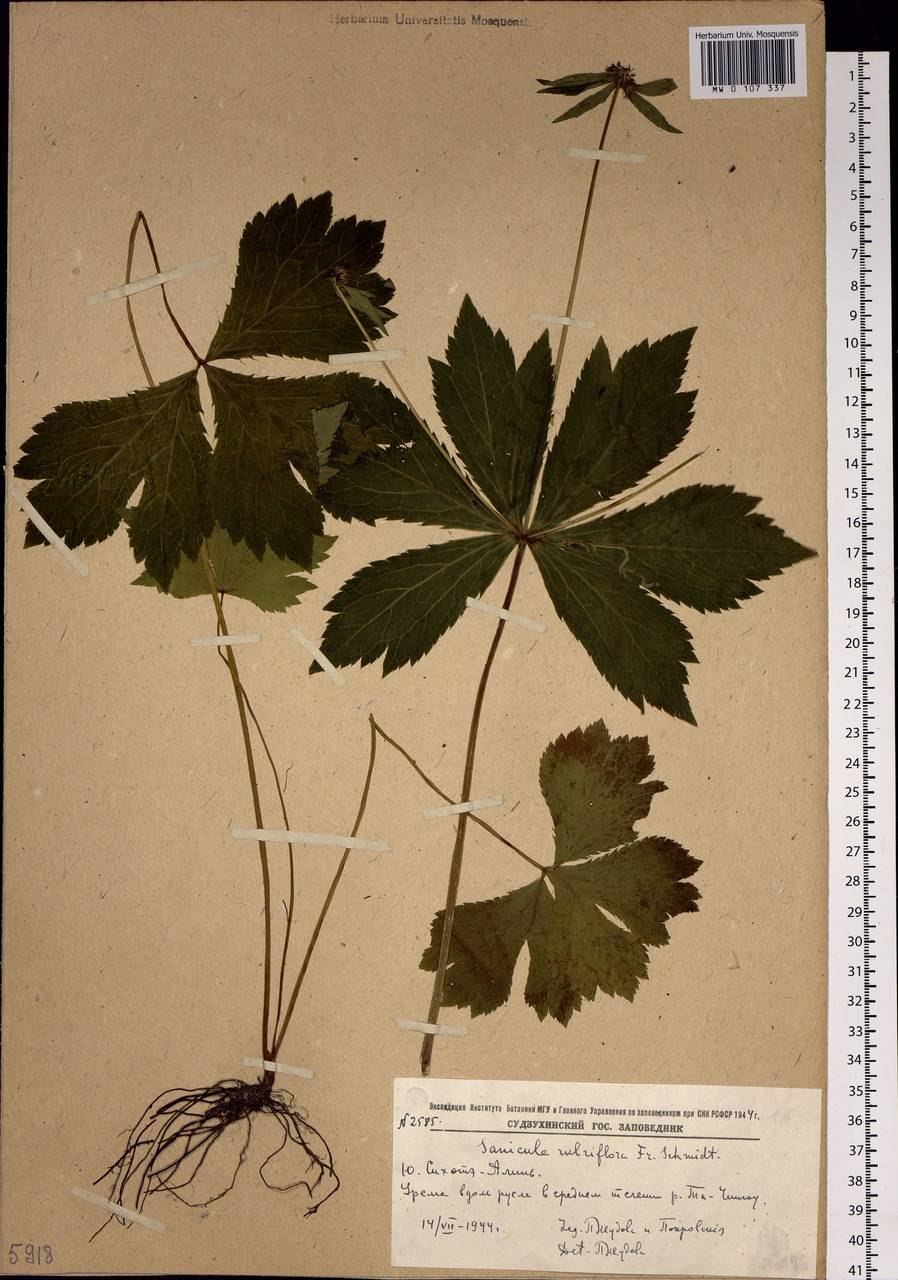 Подшлемник красноцветковый