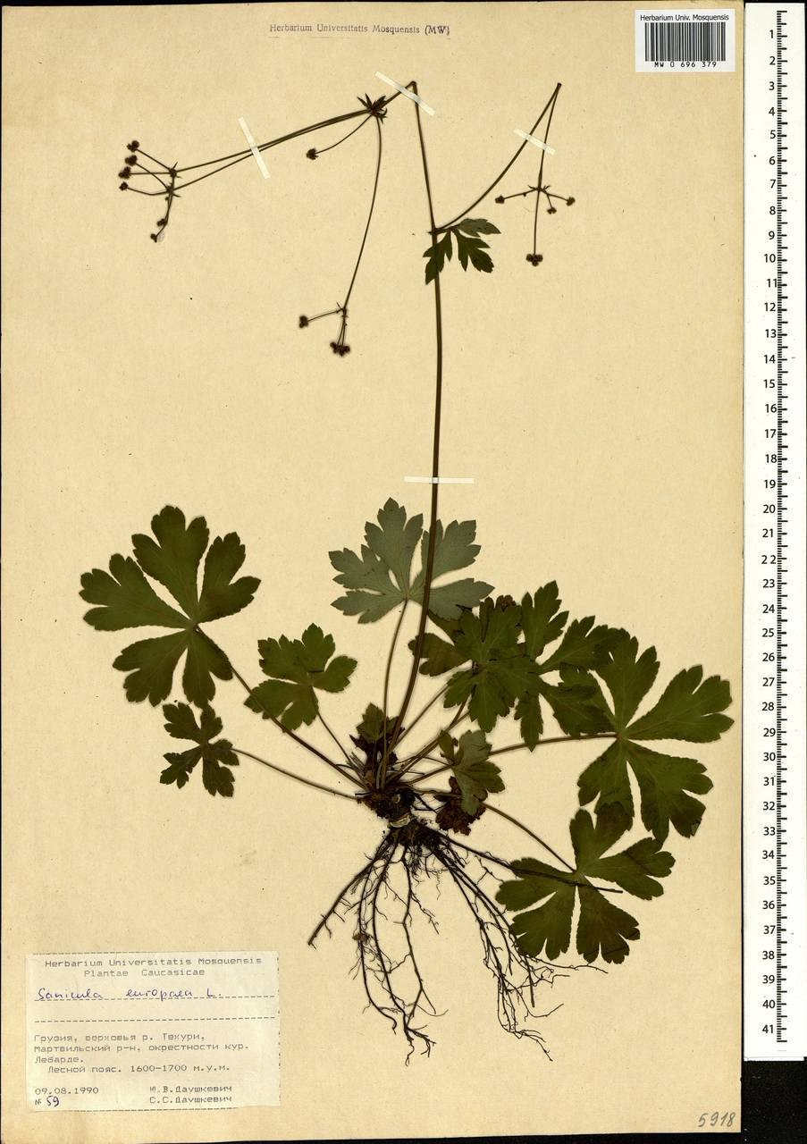 Подлесник Уральский ботаника