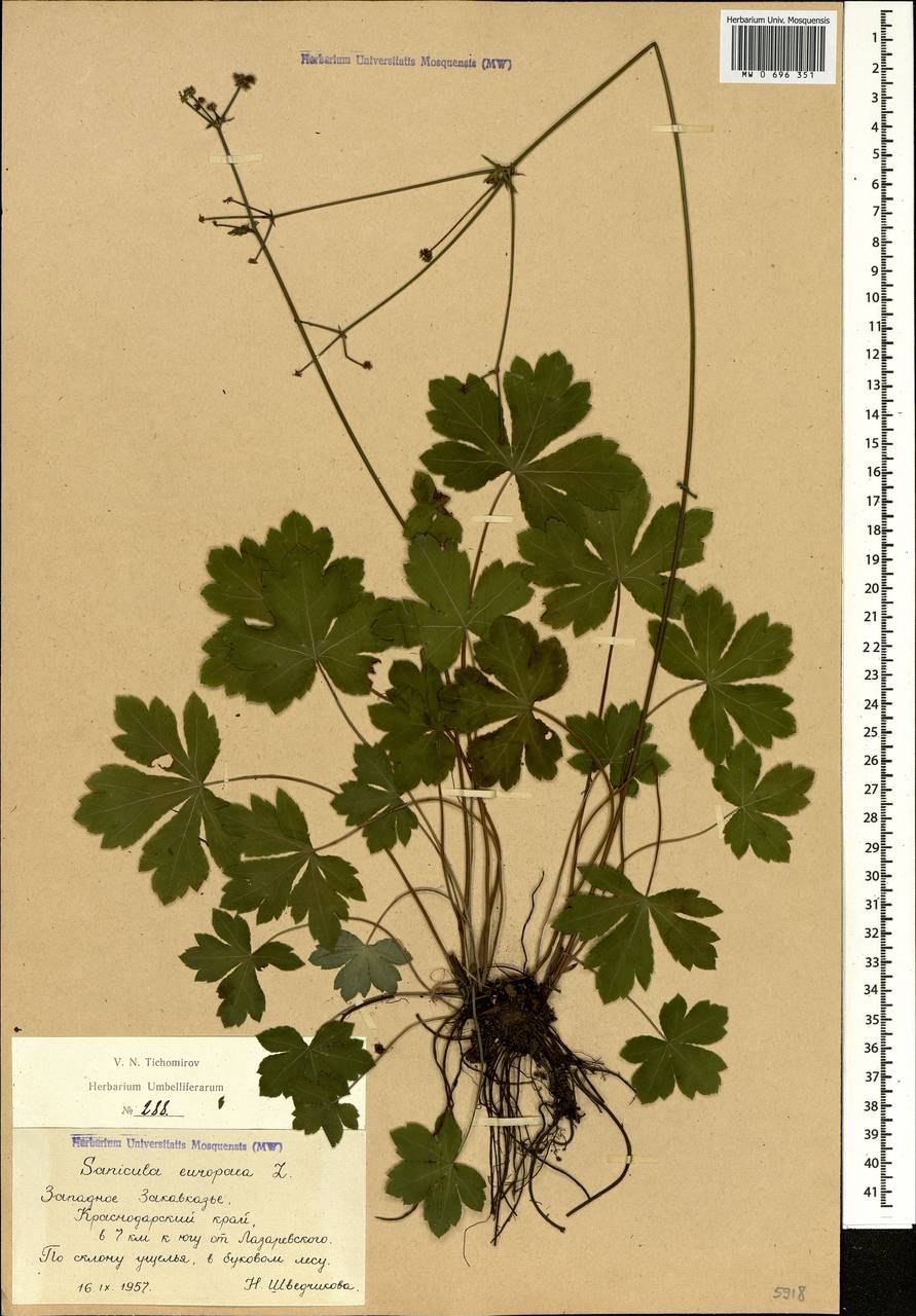 Гладыш широколистный