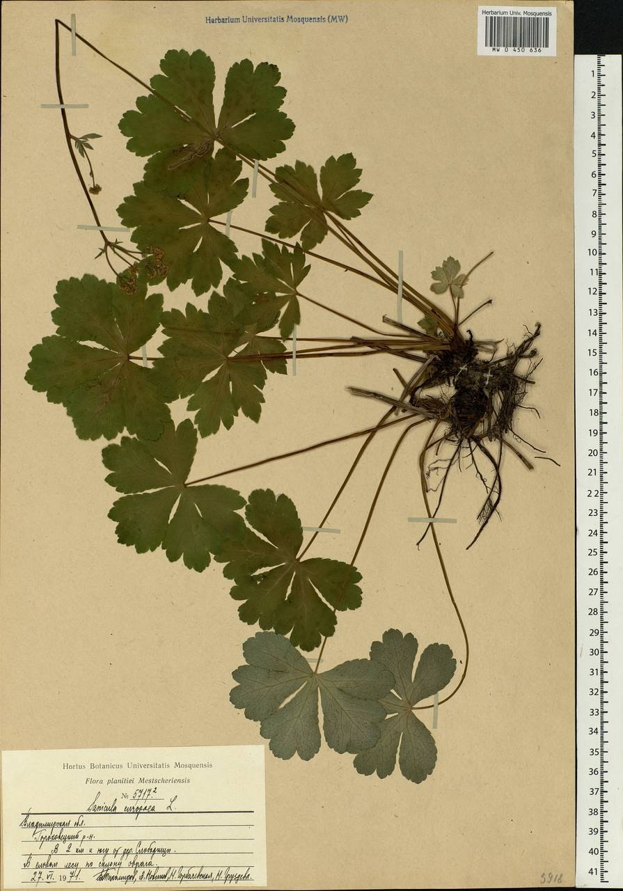 Подлесник (Sanicula europaea)