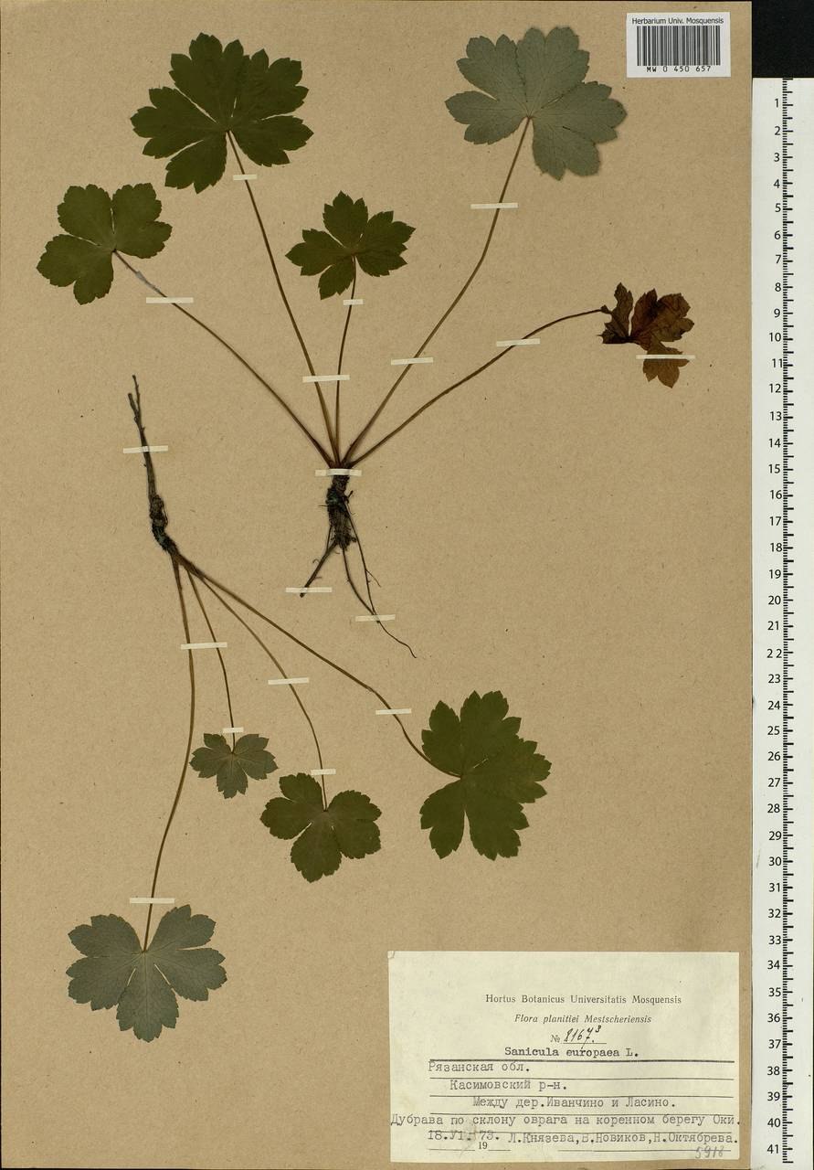 Подлесник Европейский