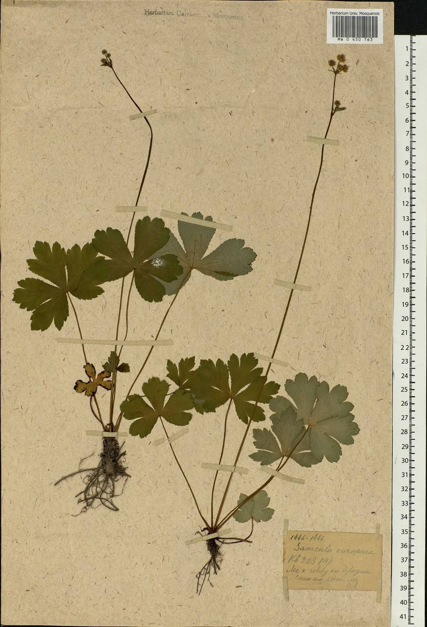 Карпофор у растений