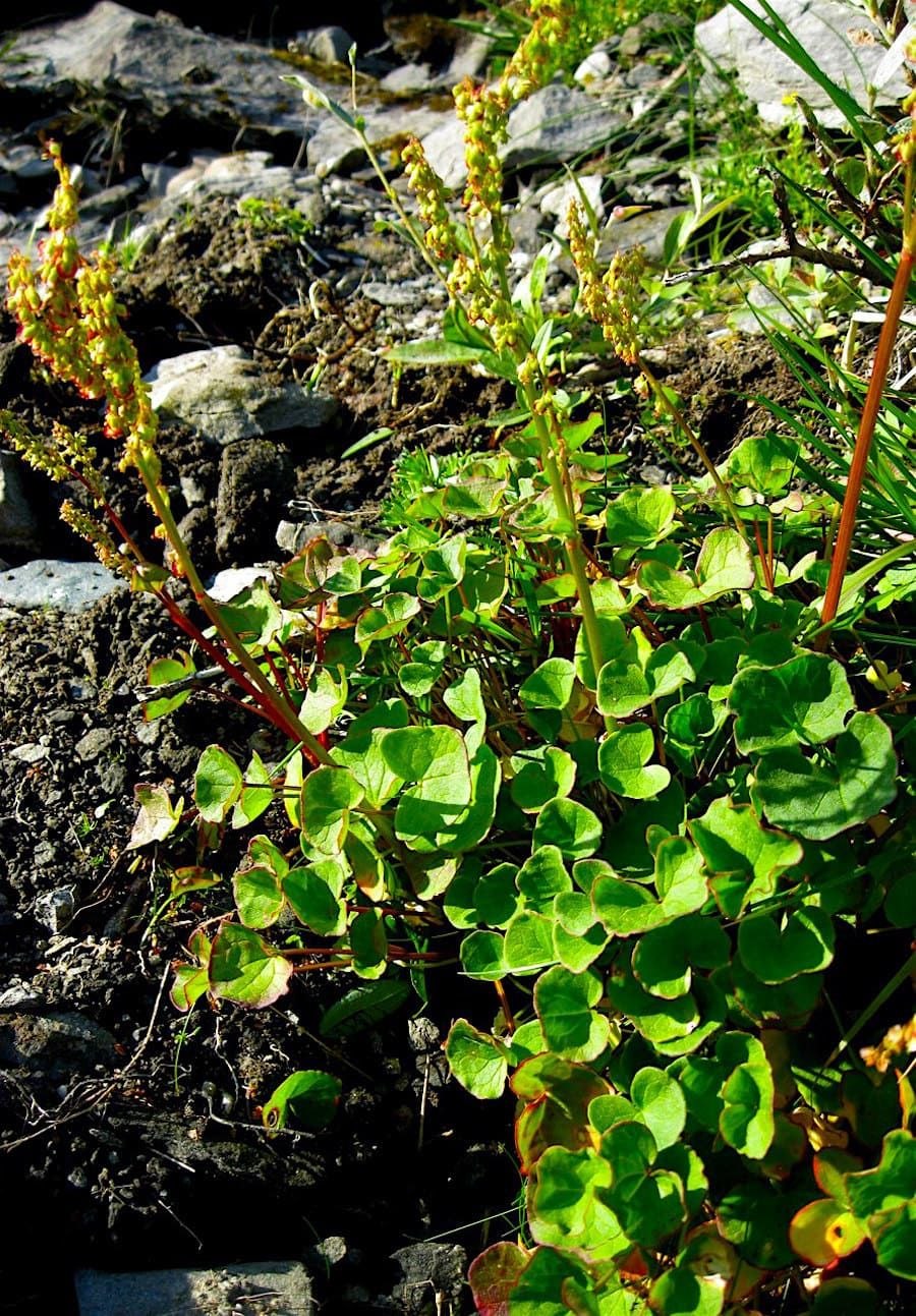Oxyria digyna