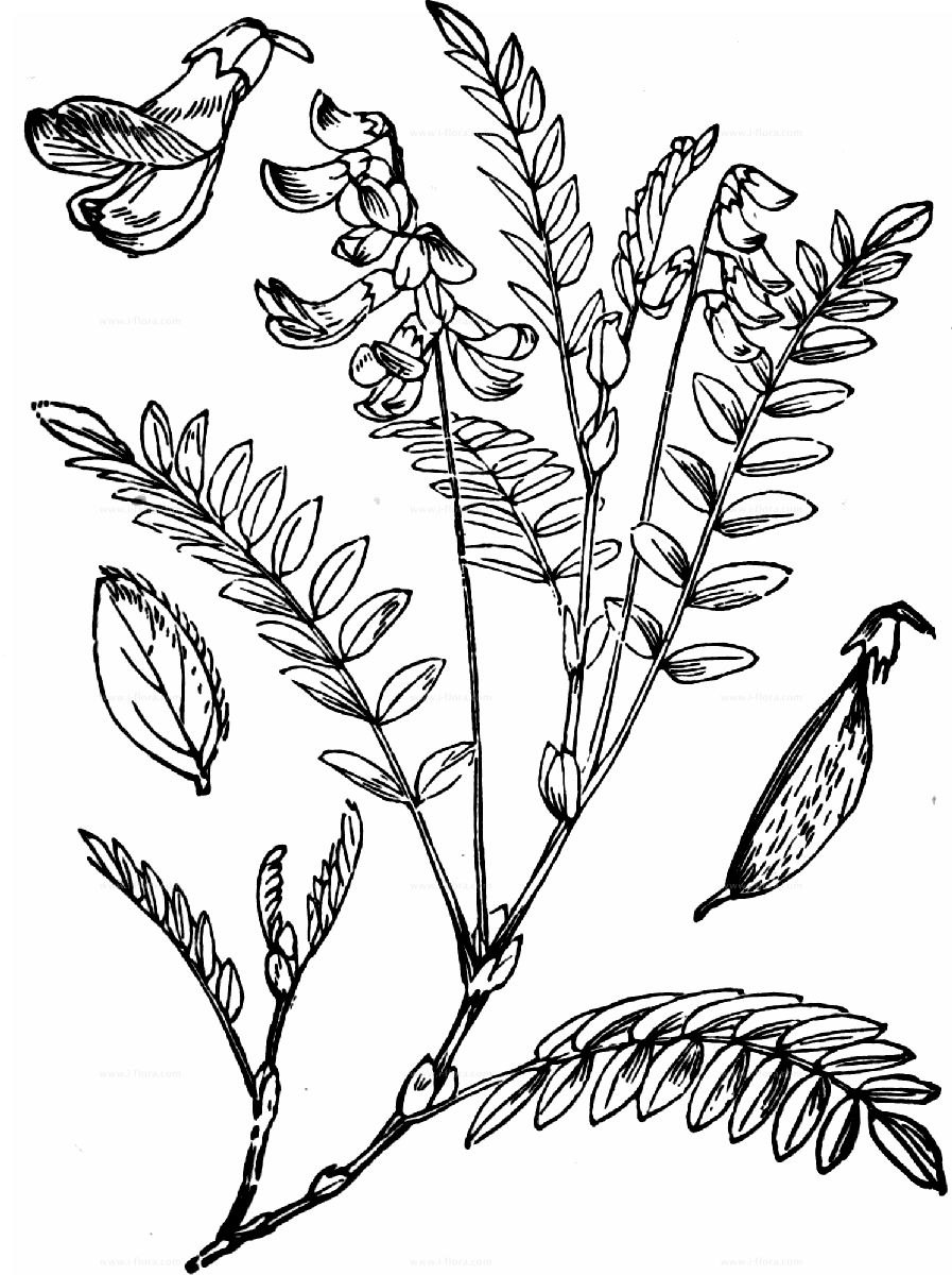 Астрагал кость